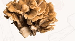 Maitake