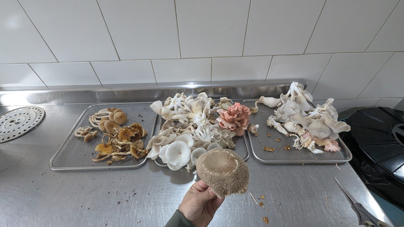 Laboratorio Urbanico