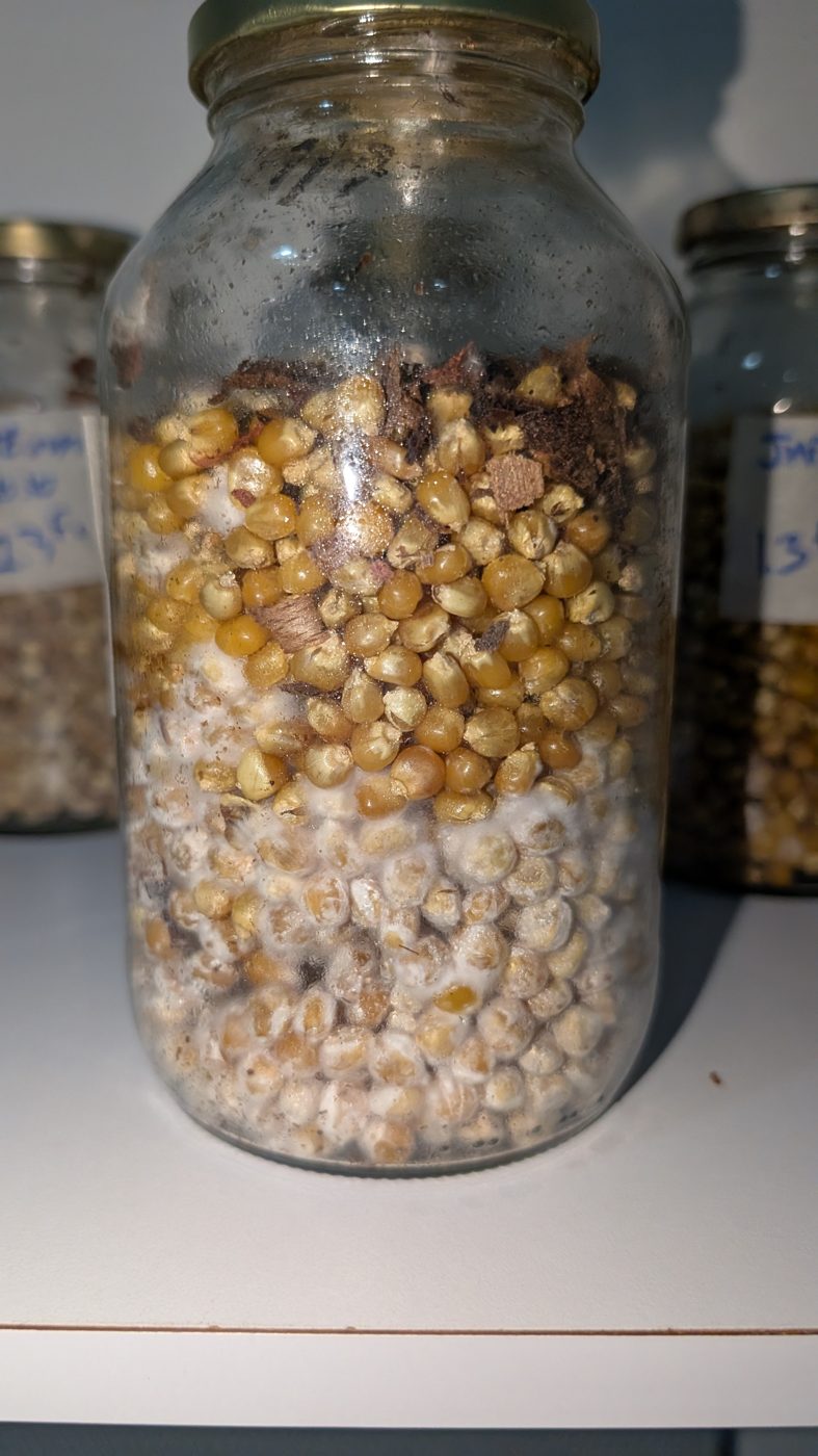 Grano madre colonizado