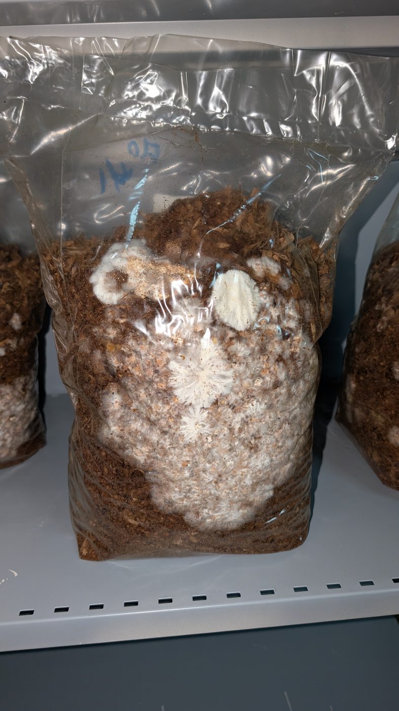 Shiitake