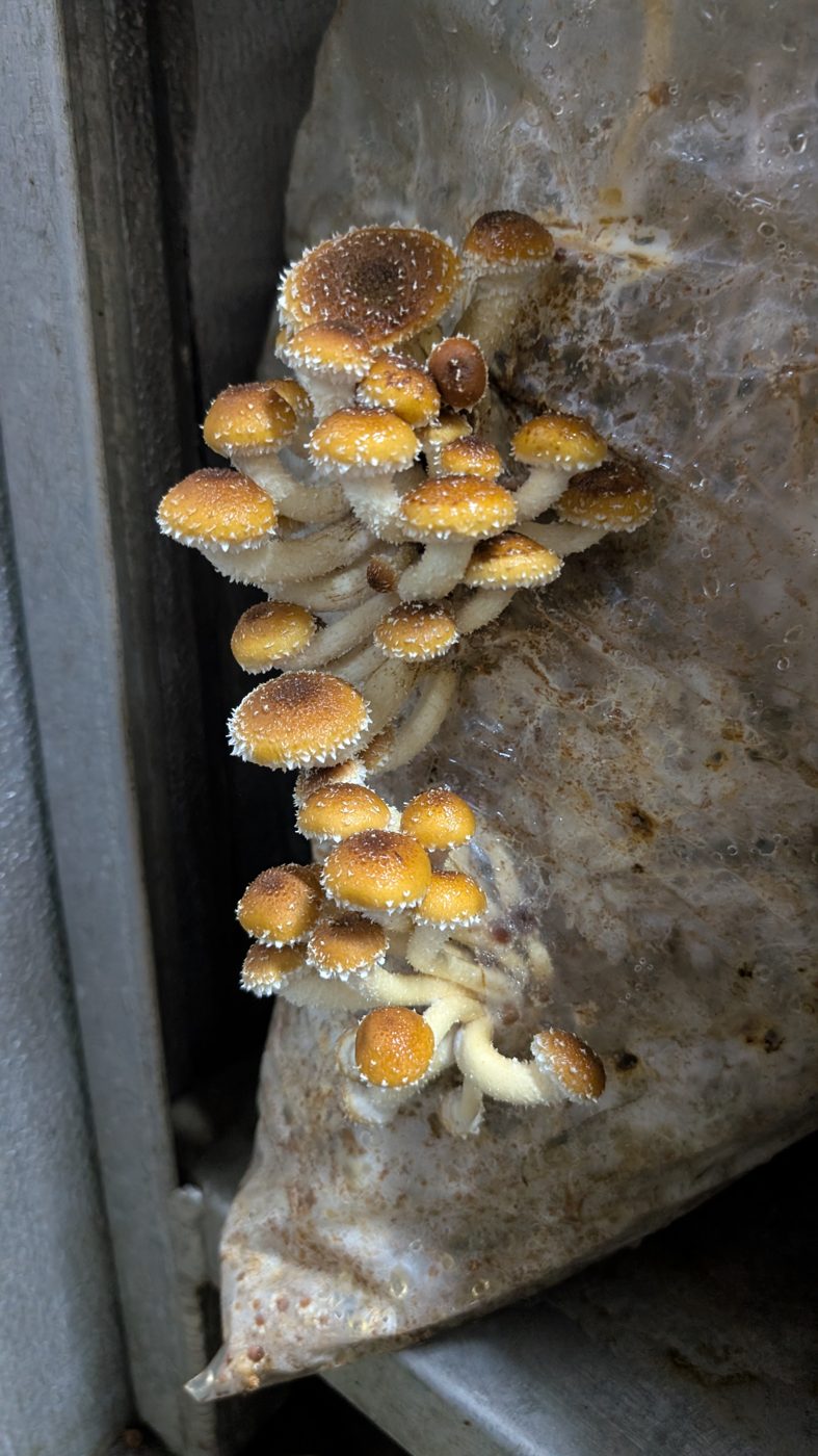 Micelio líquido y agar