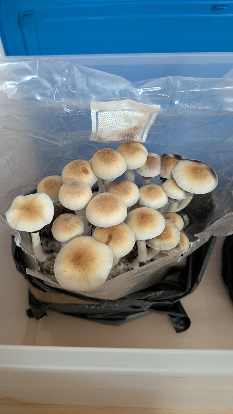 Shiitake
