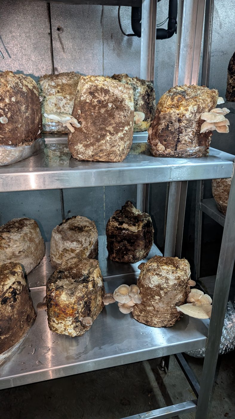 Boletus