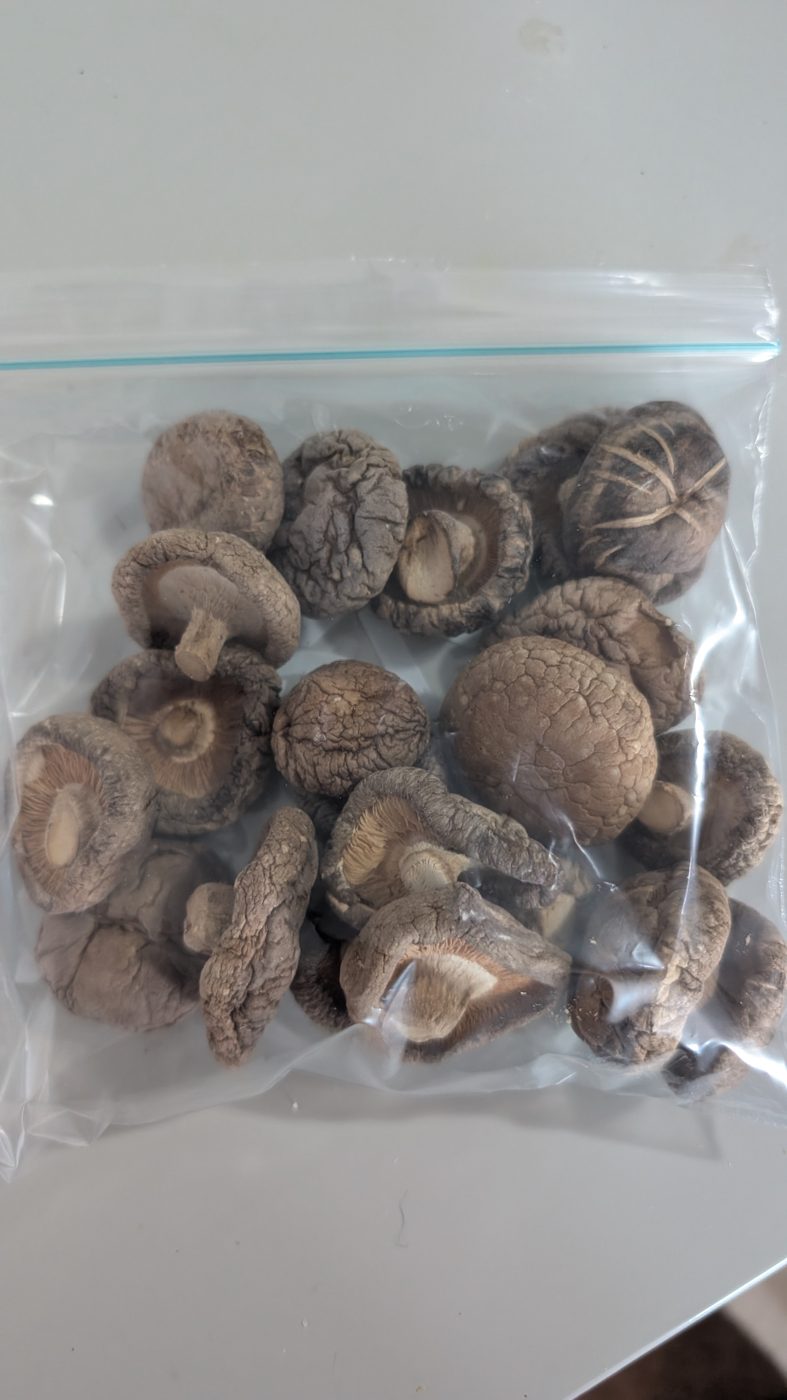Shiitake Común